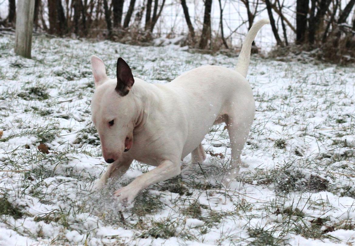 Fjollerier i den sparsomme sne billede 8
