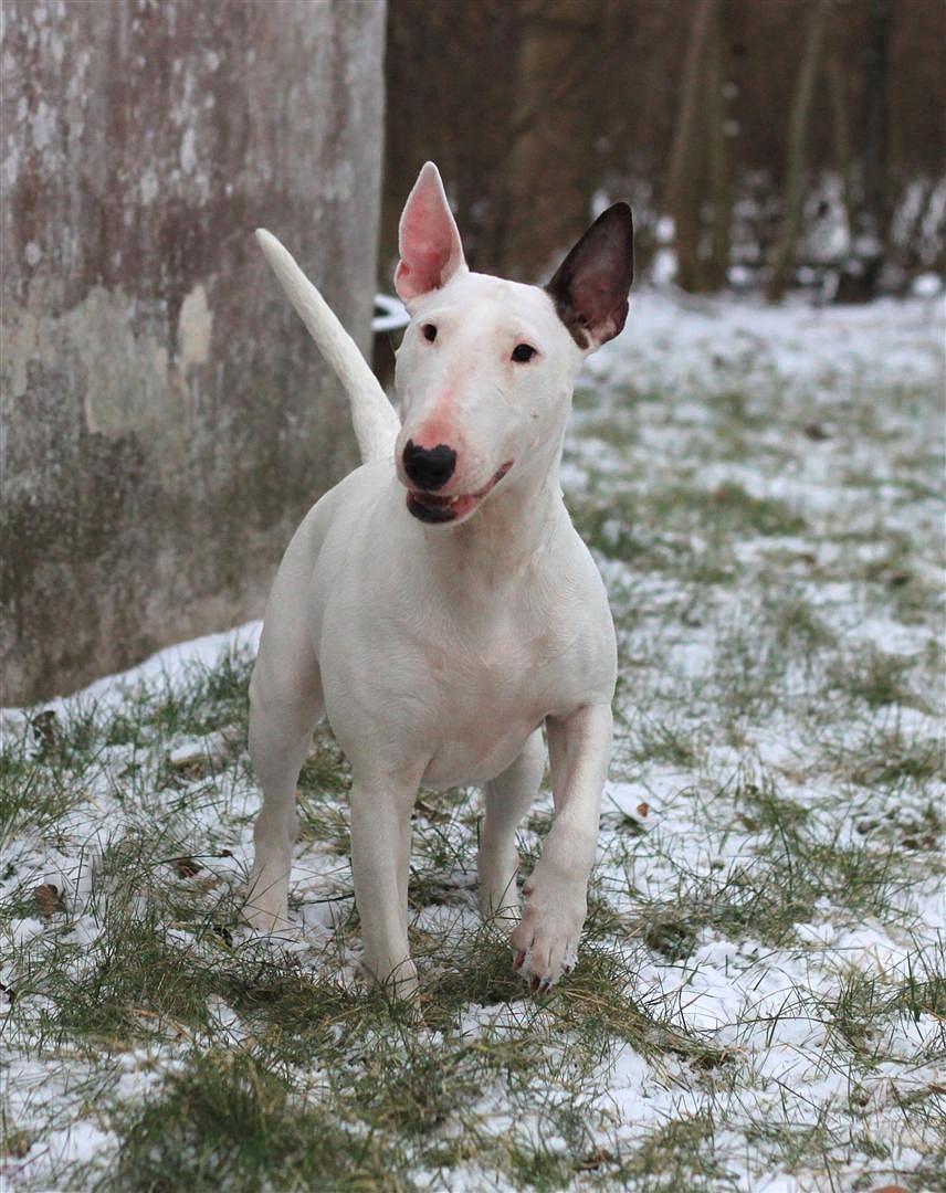 Fjollerier i den sparsomme sne billede 9