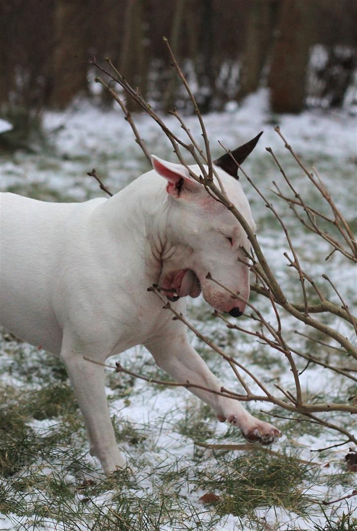 Fjollerier i den sparsomme sne billede 10