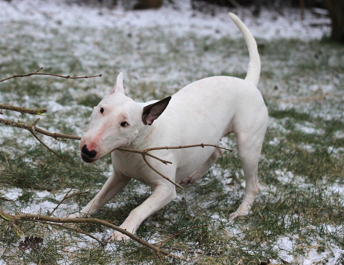 Fjollerier i den sparsomme sne billede 11