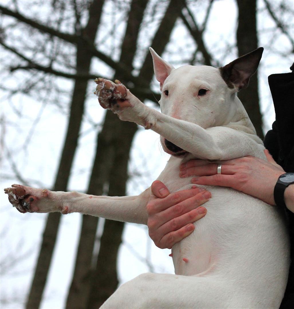 Fjollerier i den sparsomme sne billede 12