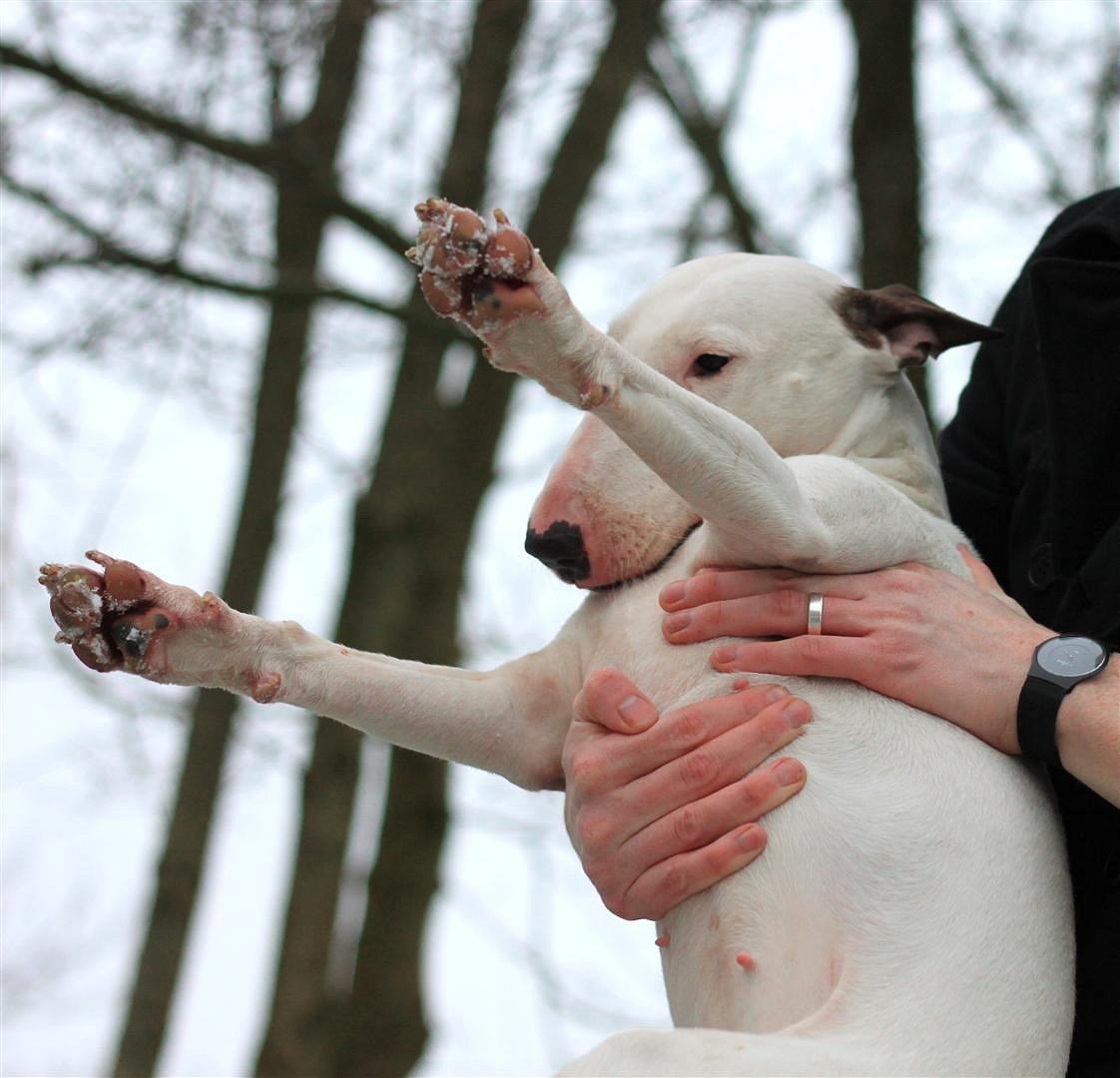 Fjollerier i den sparsomme sne billede 13