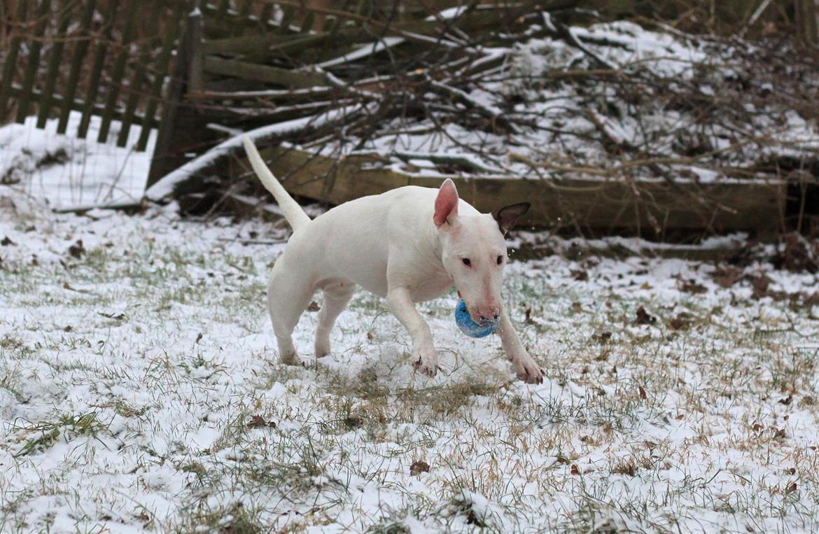 Fjollerier i den sparsomme sne billede 14