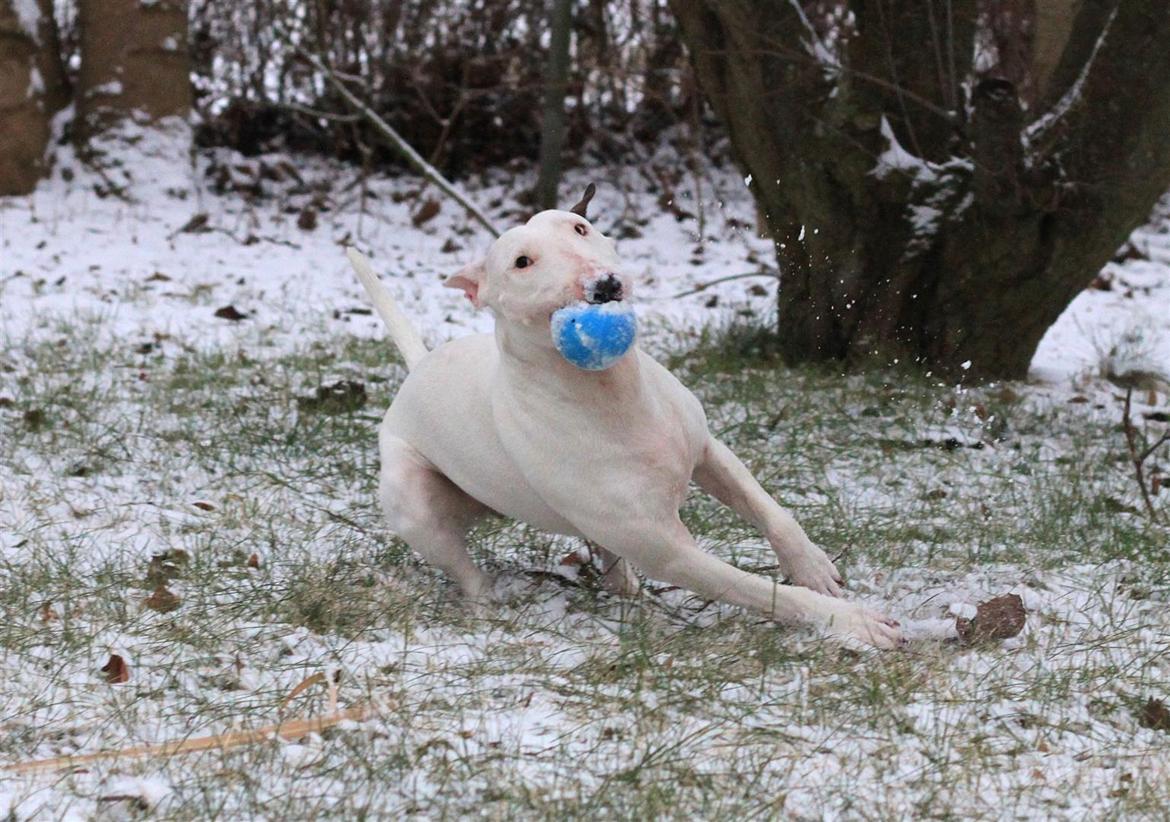Fjollerier i den sparsomme sne billede 15