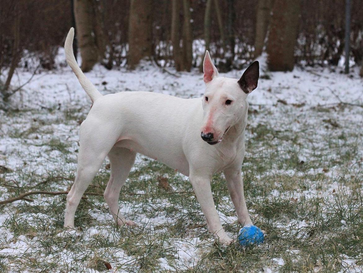 Fjollerier i den sparsomme sne billede 16