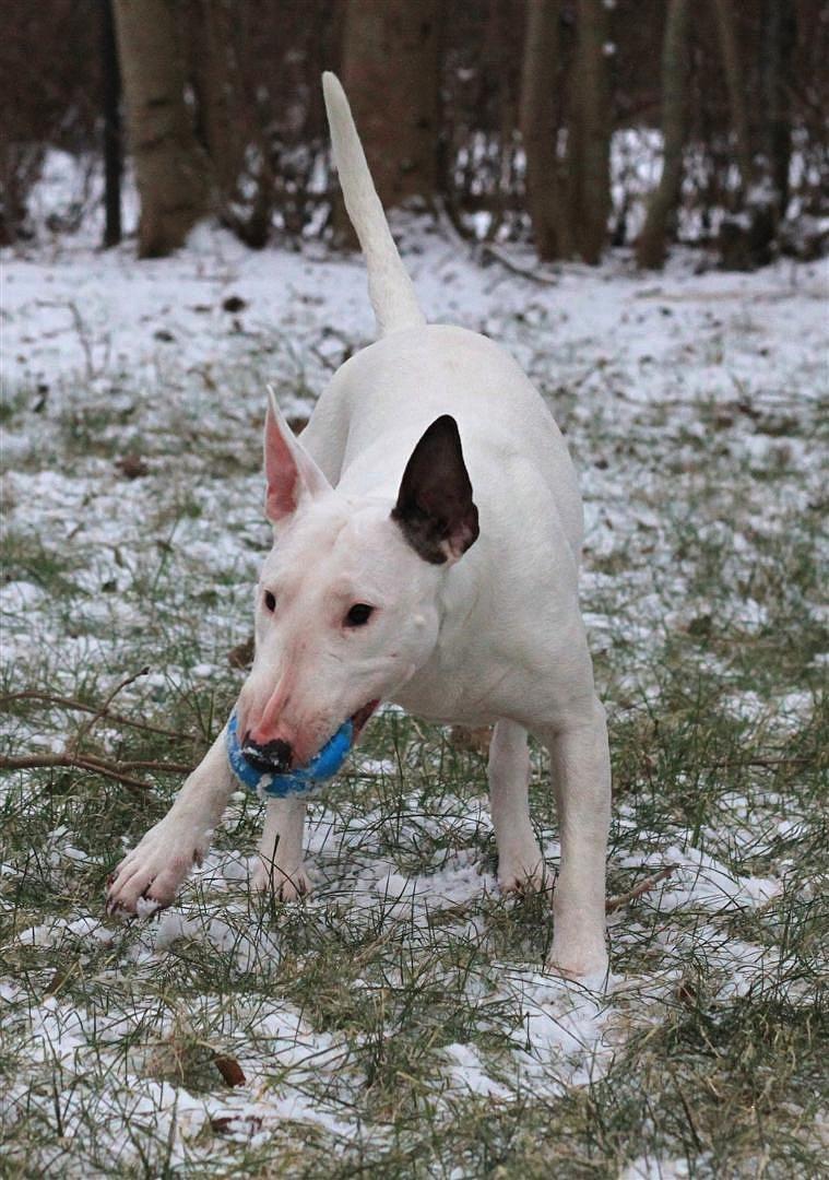 Fjollerier i den sparsomme sne billede 17