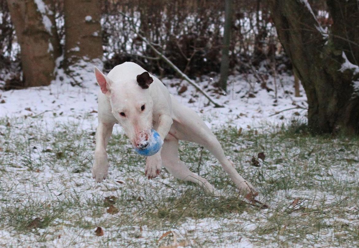 Fjollerier i den sparsomme sne billede 18