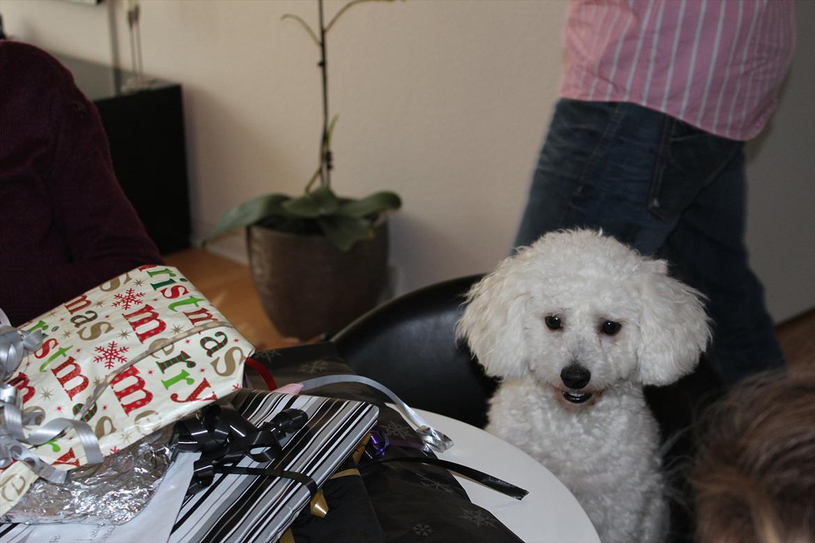 Min 1 års fødselsdag:-) - Så er det tid til gaver!!! billede 3