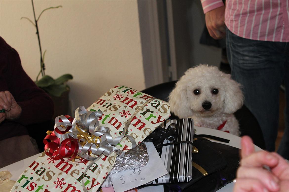 Min 1 års fødselsdag:-) - Så jeg fin.. billede 5