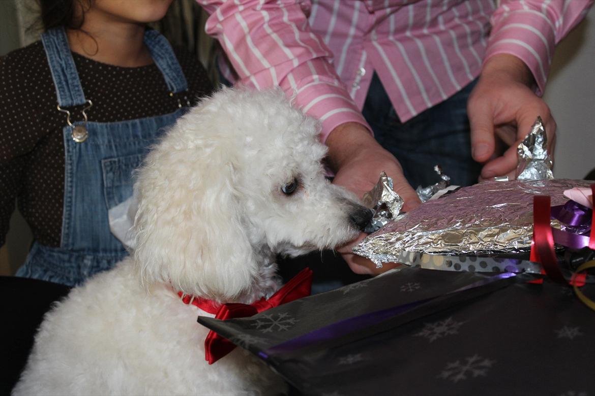 Min 1 års fødselsdag:-) - Jaaaa... billede 6