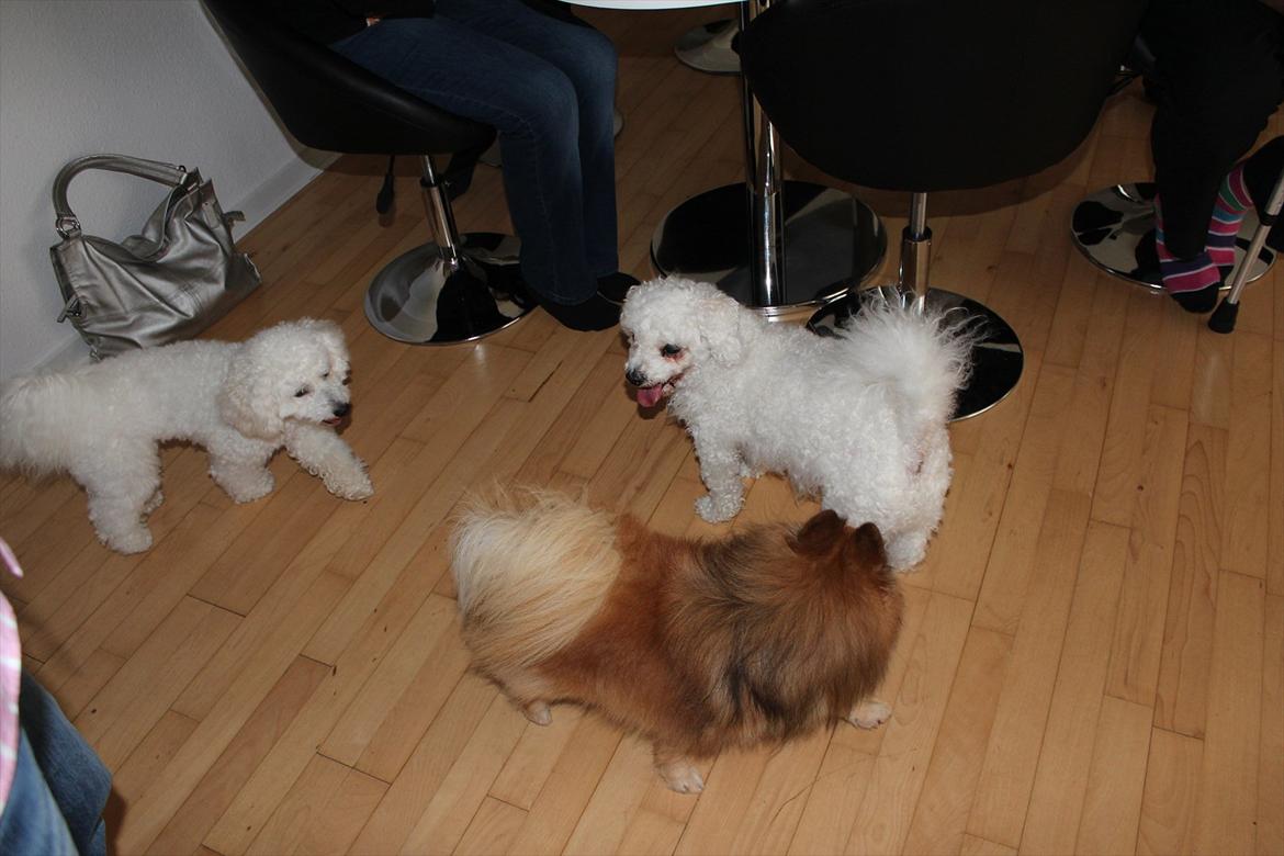 Min 1 års fødselsdag:-) - Hej Taj og Lucky.. Skal vi lege? billede 8