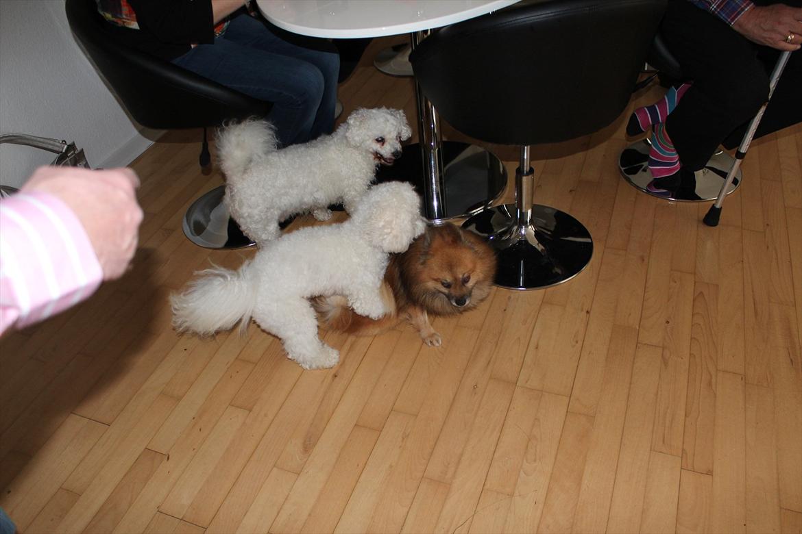 Min 1 års fødselsdag:-) - Kom her Lucky! billede 9