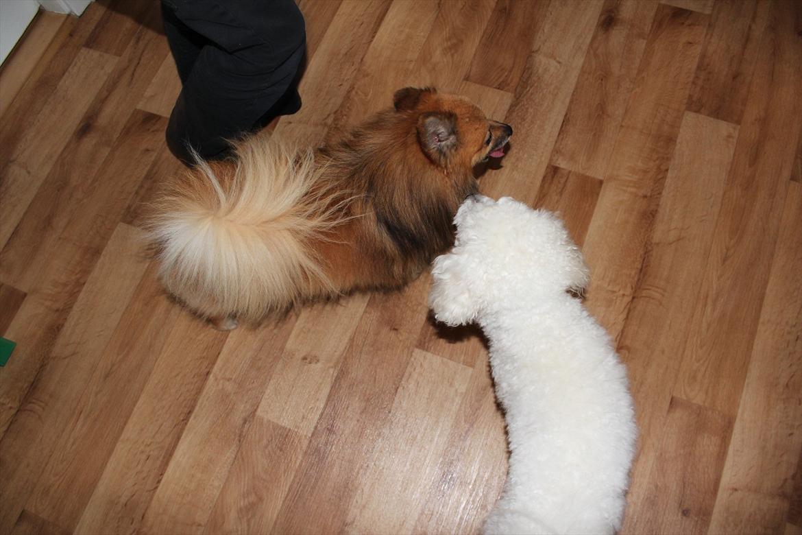 Min 1 års fødselsdag:-) - Leg nu med mig... billede 11