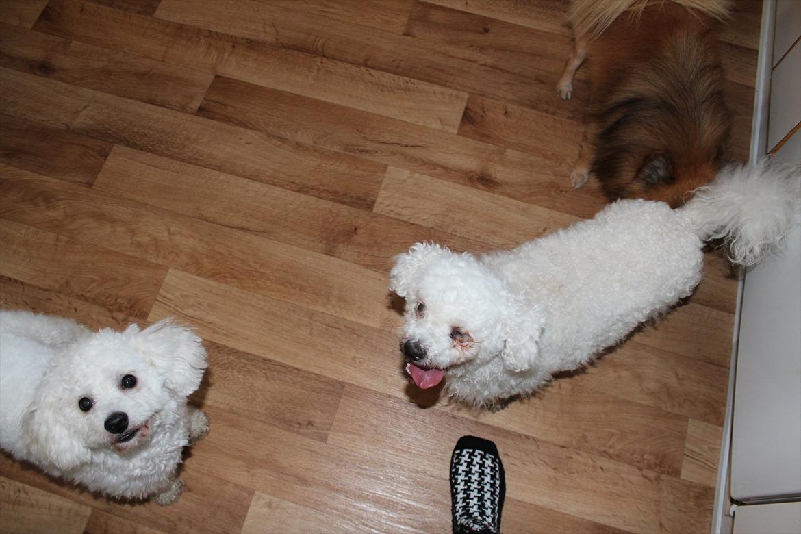 Min 1 års fødselsdag:-) - Er der godbid MOAR??? billede 12