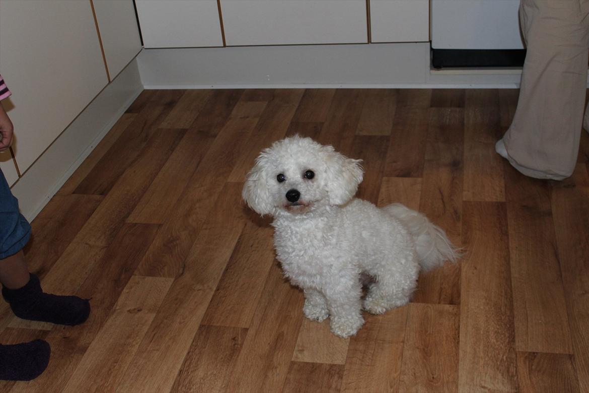 Min 1 års fødselsdag:-) - Træt... billede 13