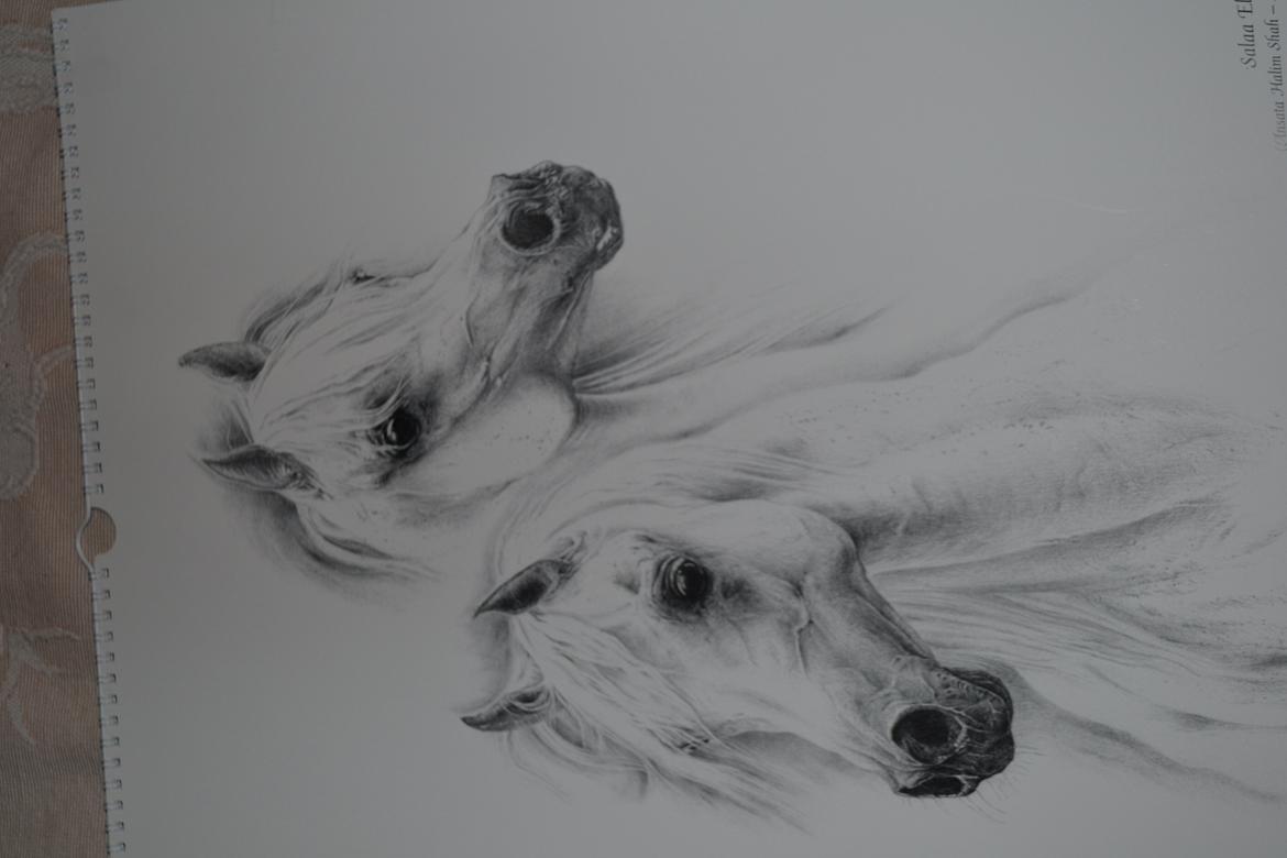 Ox-araber heste billede 1