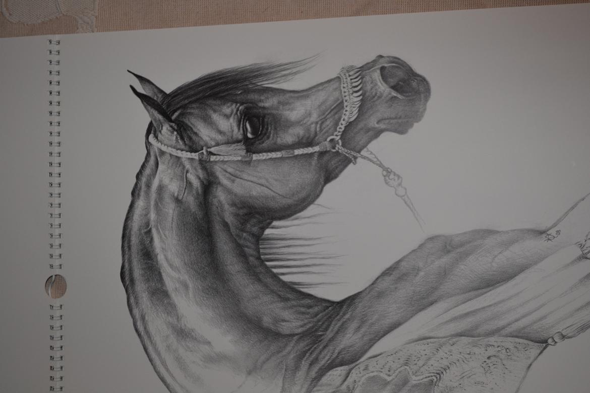 Ox-araber heste billede 2