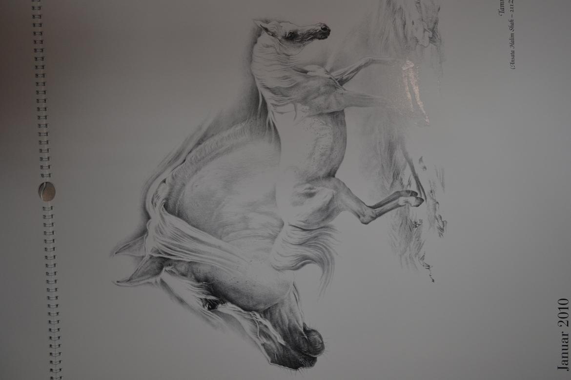 Ox-araber heste billede 3