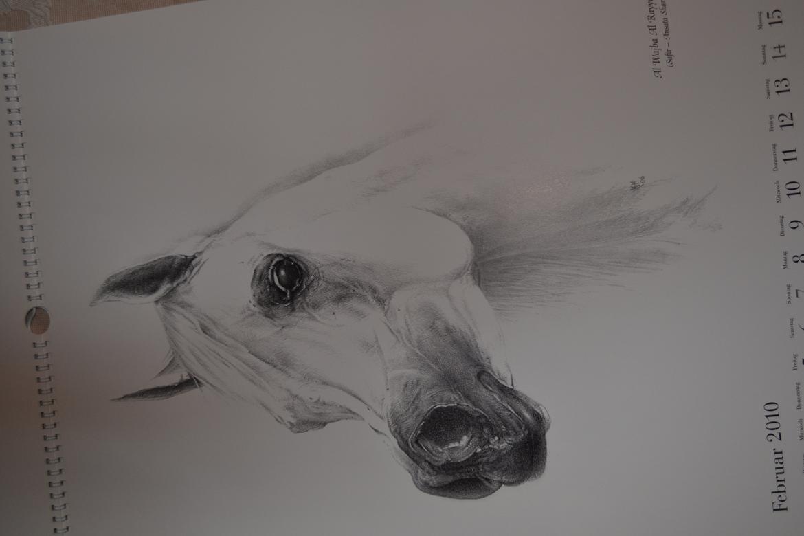 Ox-araber heste billede 4