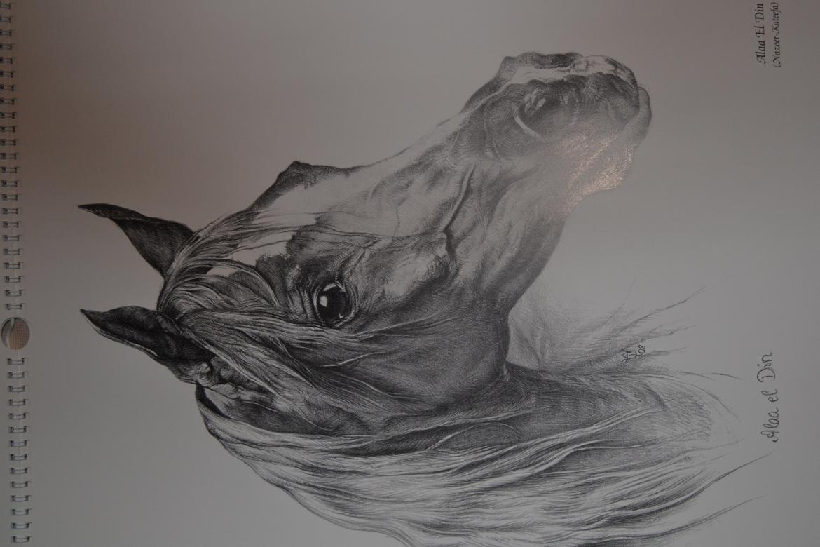 Ox-araber heste billede 5