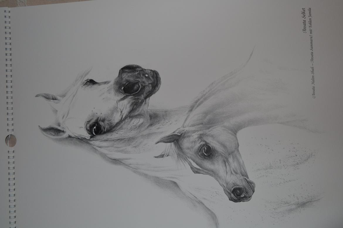 Ox-araber heste billede 6