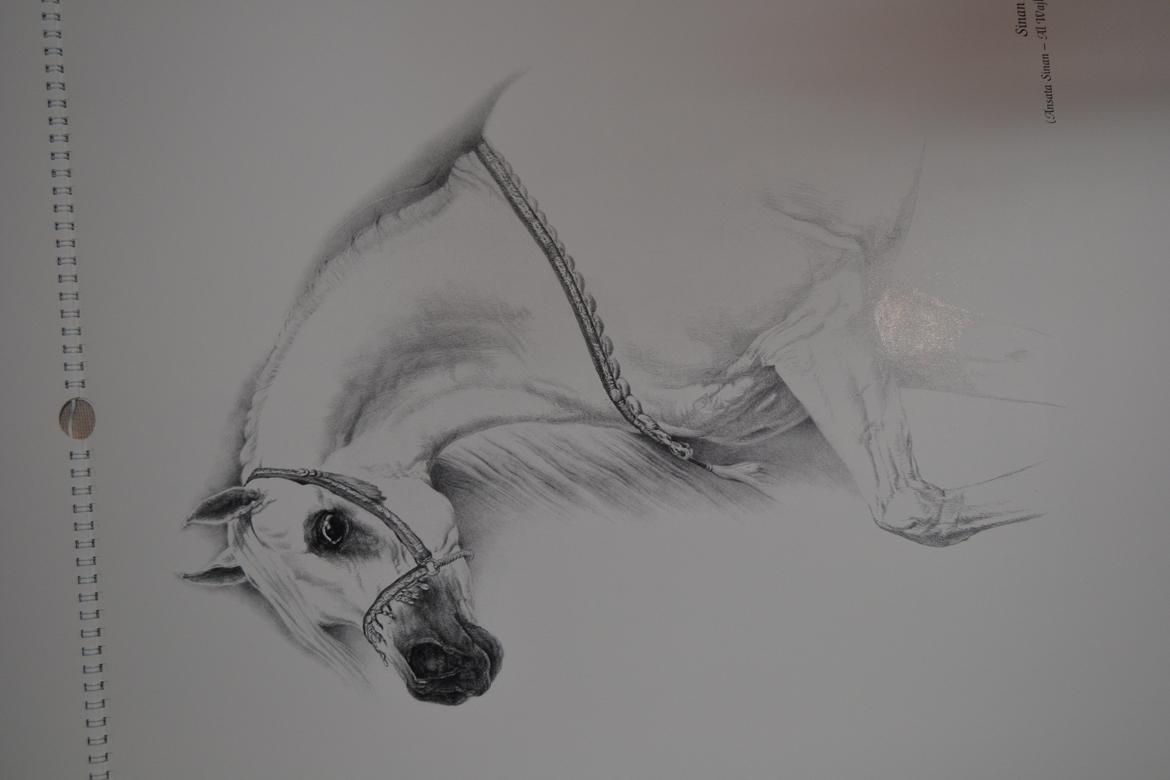 Ox-araber heste billede 7