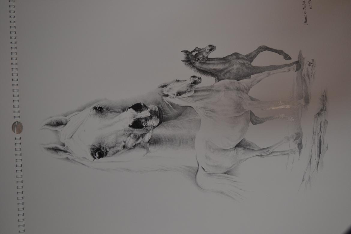 Ox-araber heste billede 8