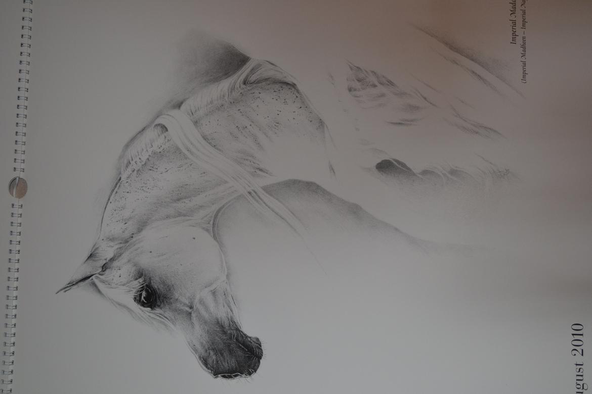 Ox-araber heste billede 9