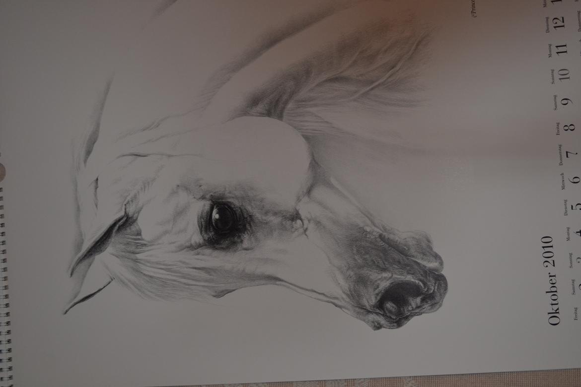 Ox-araber heste billede 10