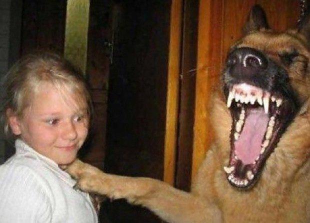 sjove foto af dyr, mest hunde billede 1