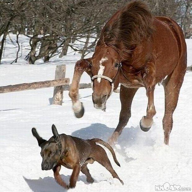 sjove foto af dyr, mest hunde billede 3