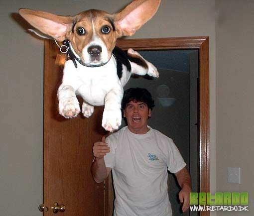sjove foto af dyr, mest hunde billede 4
