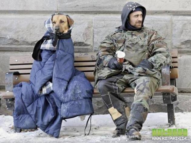 sjove foto af dyr, mest hunde billede 8