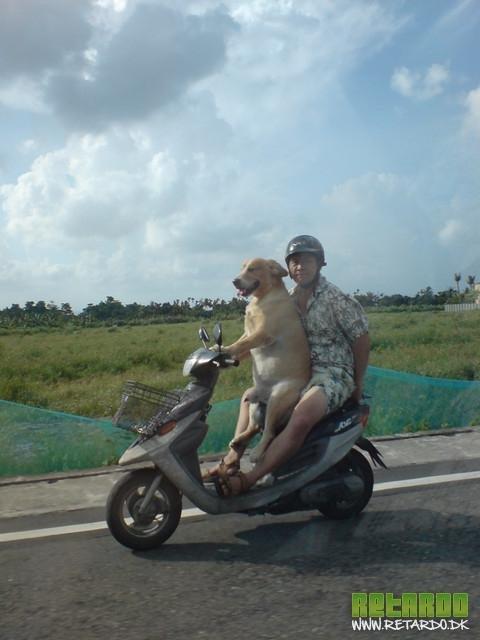 sjove foto af dyr, mest hunde billede 20