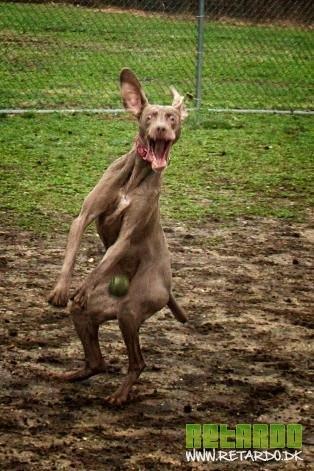 sjove foto af dyr, mest hunde billede 21