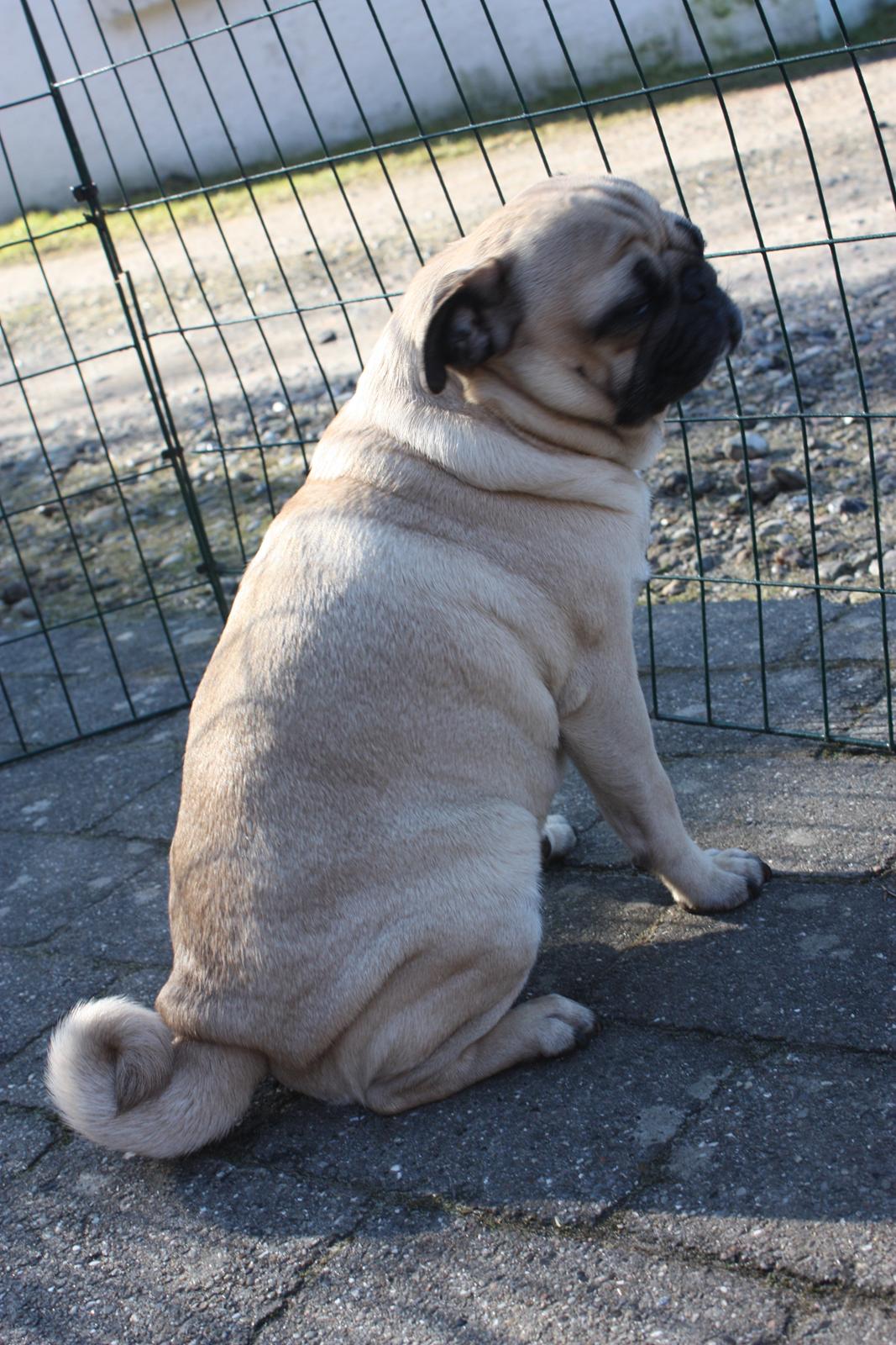 Alma 1 års fødselsdag. - Cosmo som er lidt genert - kan man se på ørerne ;) billede 3