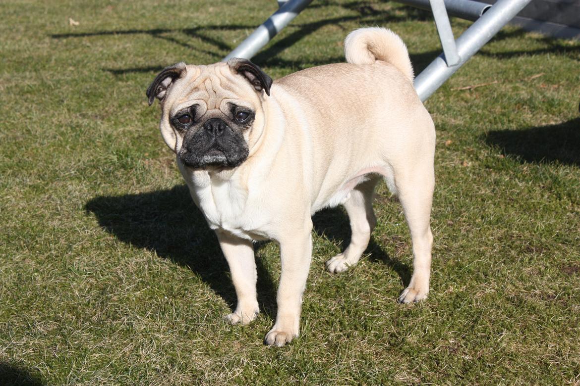 Alma 1 års fødselsdag. - Cosmo :) billede 7