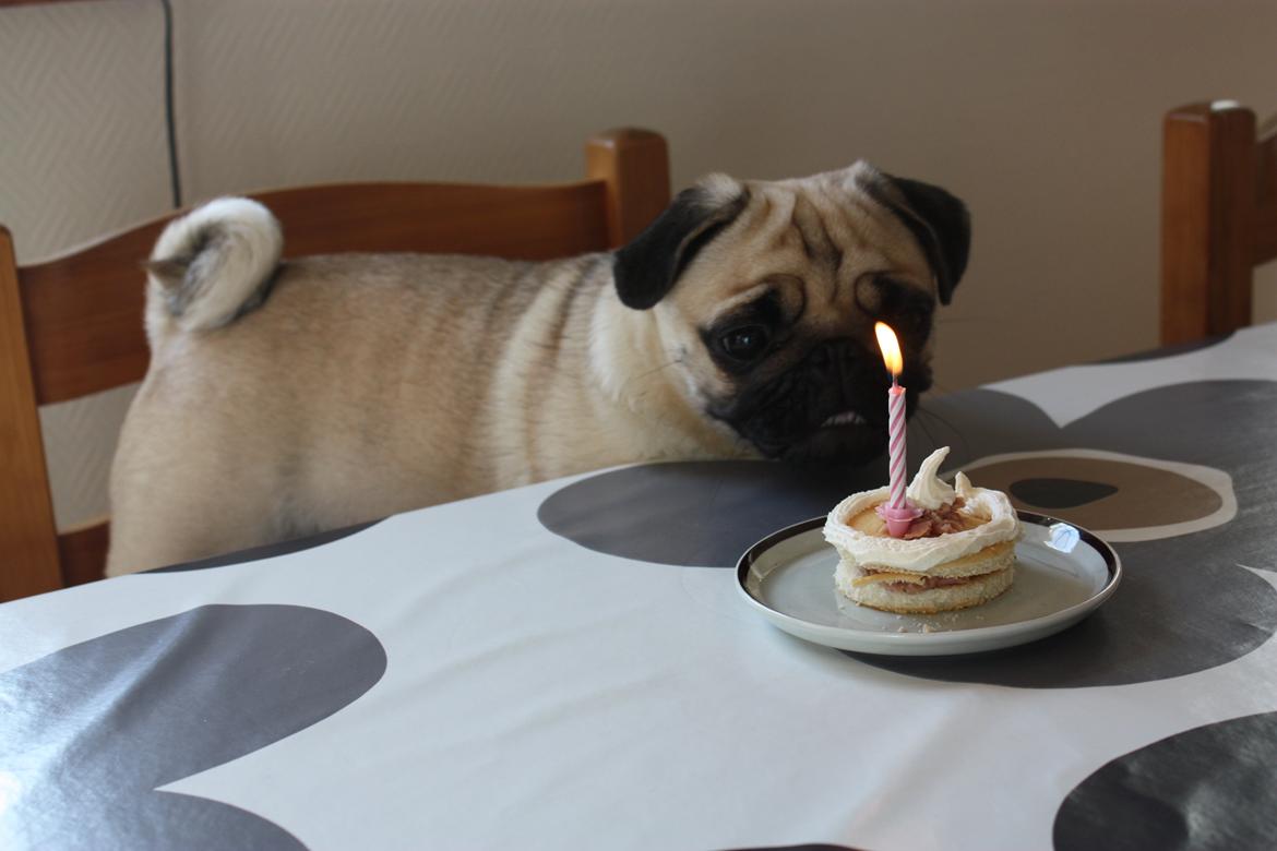 Alma 1 års fødselsdag. - Alma glæder sig MEGET til at smage kagen :) billede 44
