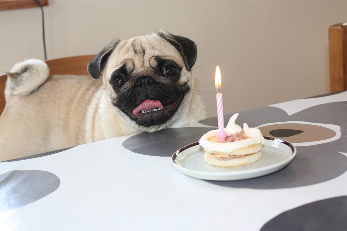 Alma 1 års fødselsdag. - Fødselsdags-hunden med sin fødselsdags-kage :) billede 45