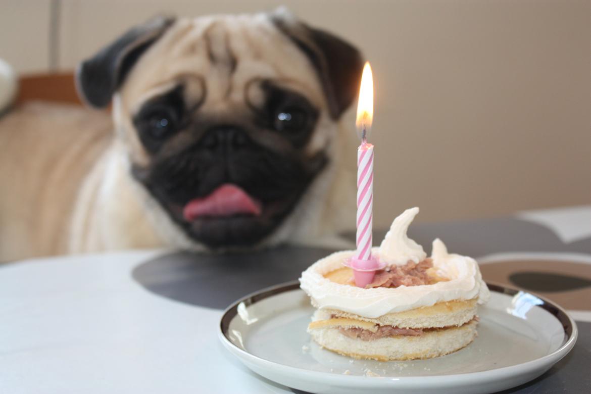 Alma 1 års fødselsdag. - Den flotte kage og søde fødselar :) billede 46