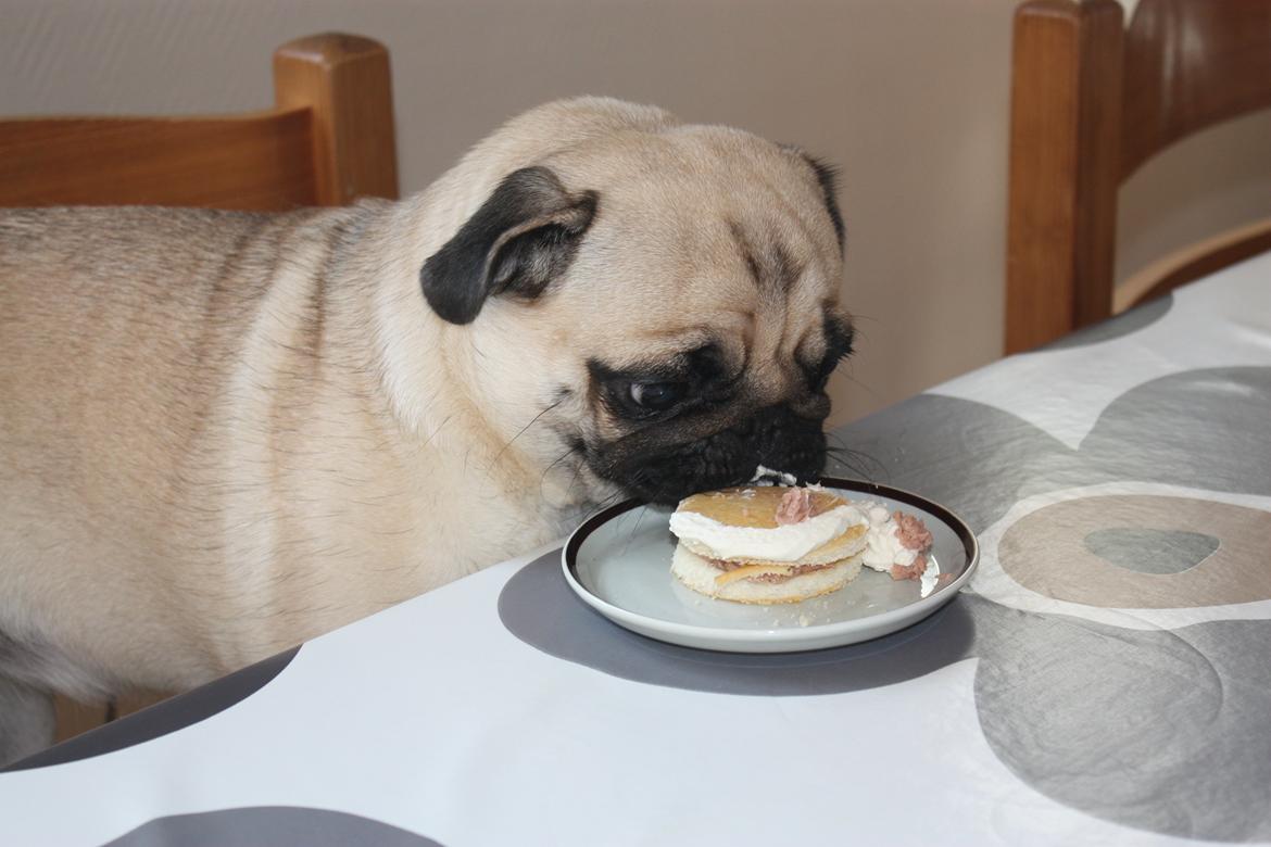 Alma 1 års fødselsdag. - 1..2..3.. SPIS ! Alma tager det mere med ro - hun kunne ikk forstå at hu måtte spise ved bordet :) Men man har jo kun fødselsdag 1 gang om året ;) billede 48