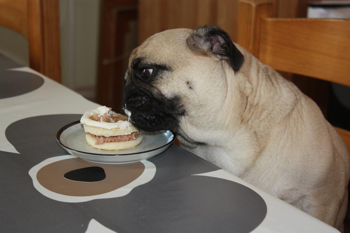 Alma 1 års fødselsdag. - 1..2..3.. SPIS ! Agnes nyder den gode kage :) billede 49