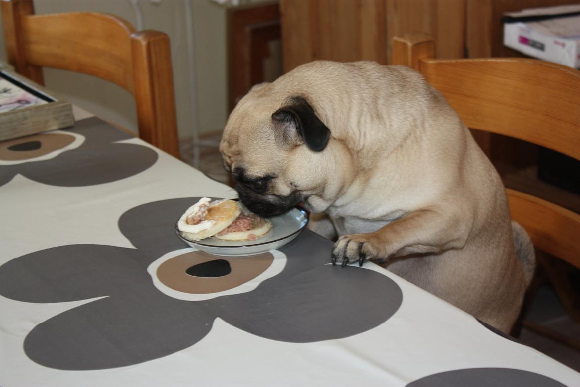 Alma 1 års fødselsdag. - Agnes elsker hunde-lagkage :) billede 50