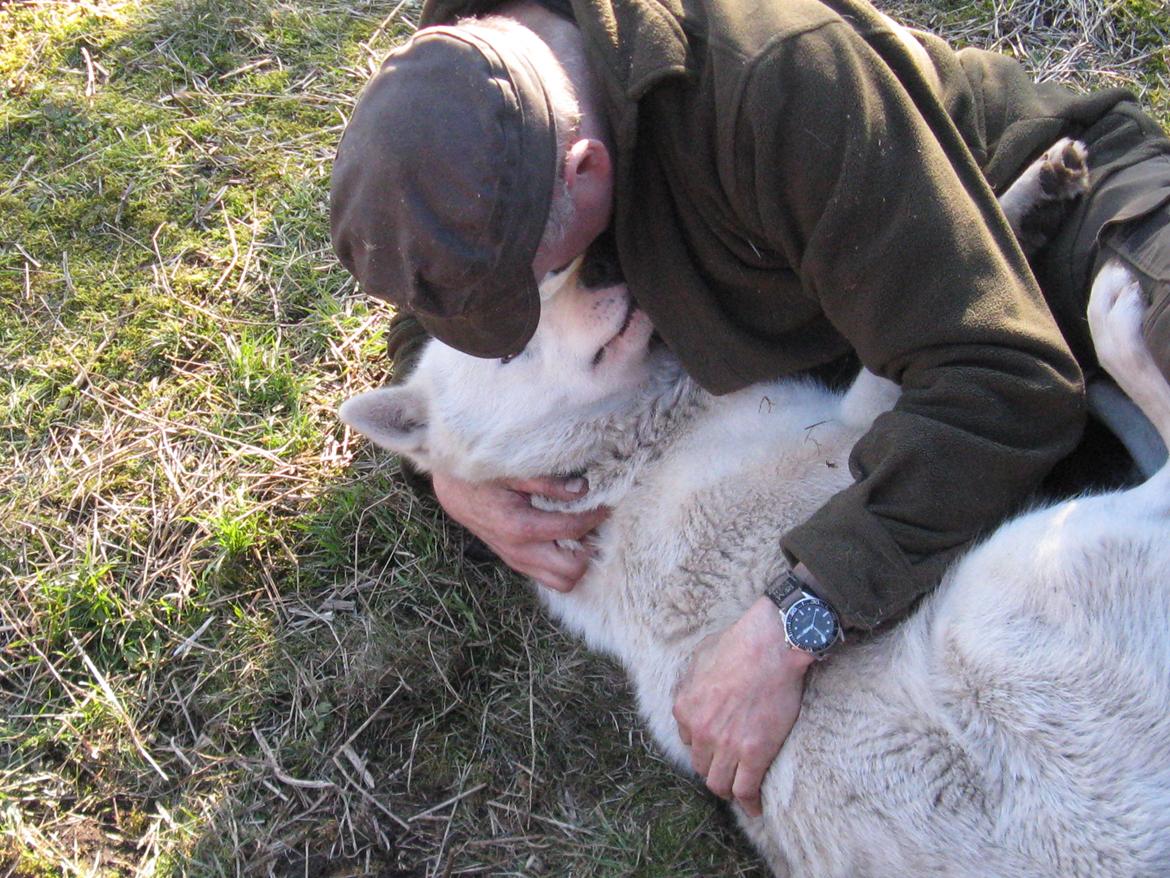 Grønlandske slædehunde  billede 1