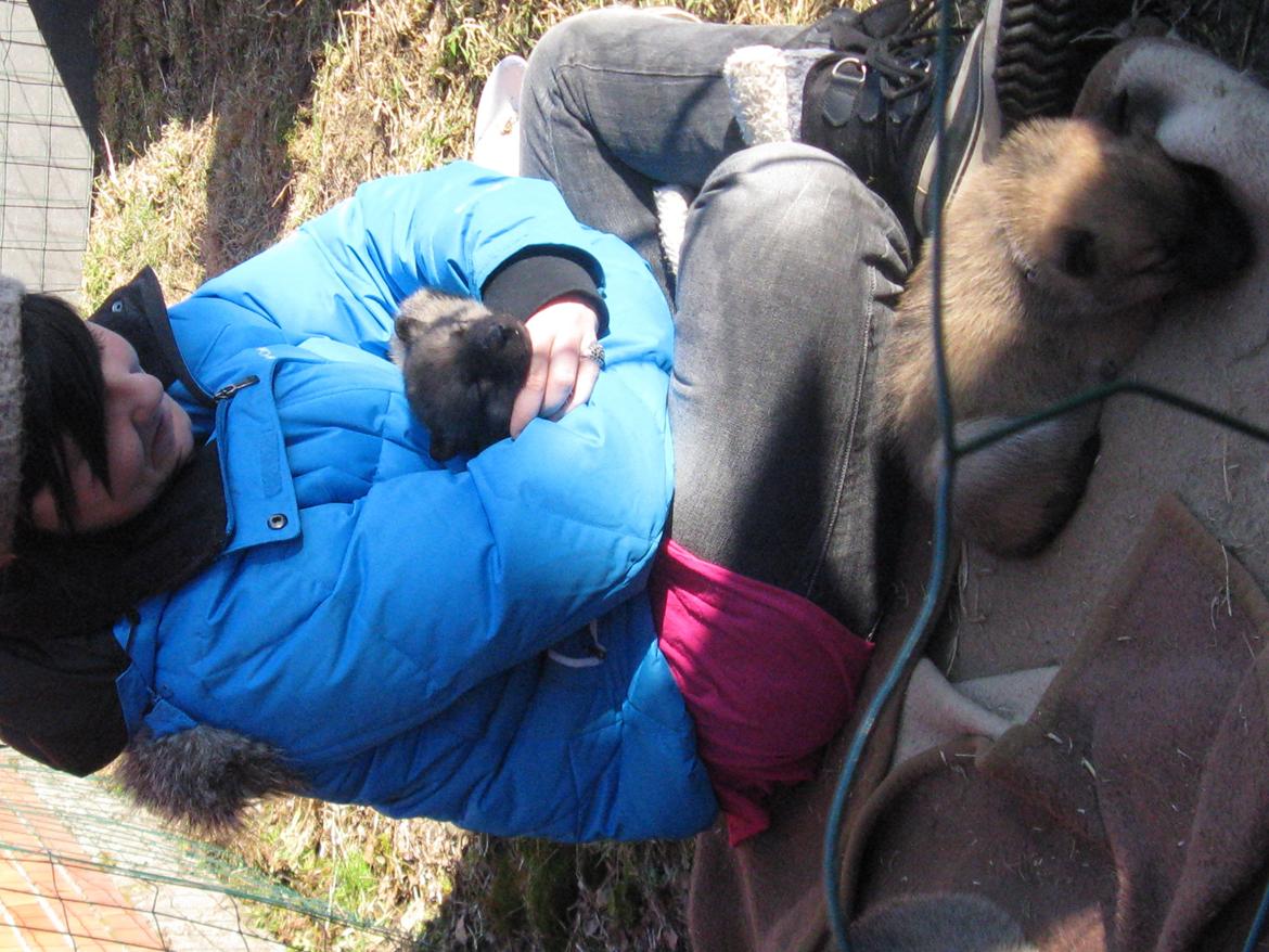 Grønlandske slædehunde  billede 2