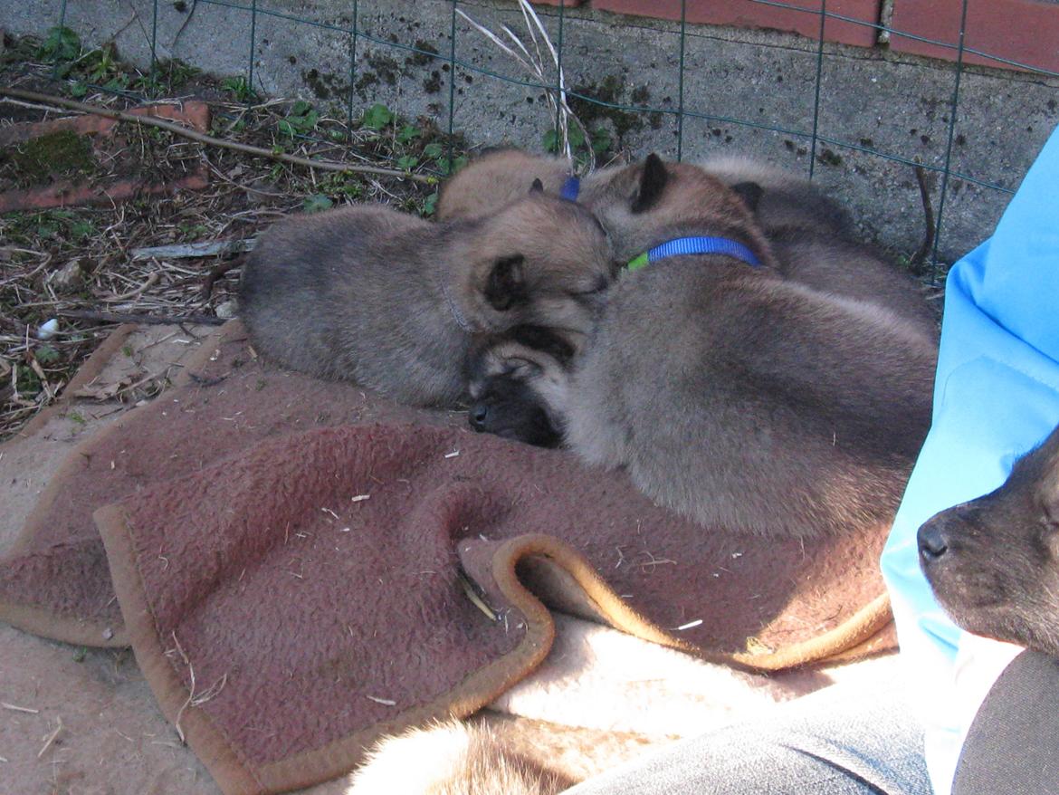 Grønlandske slædehunde  billede 3