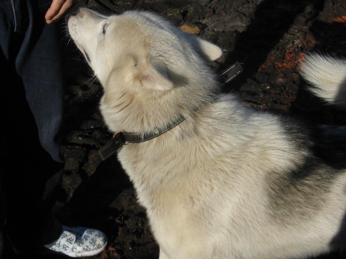 Grønlandske slædehunde  billede 4