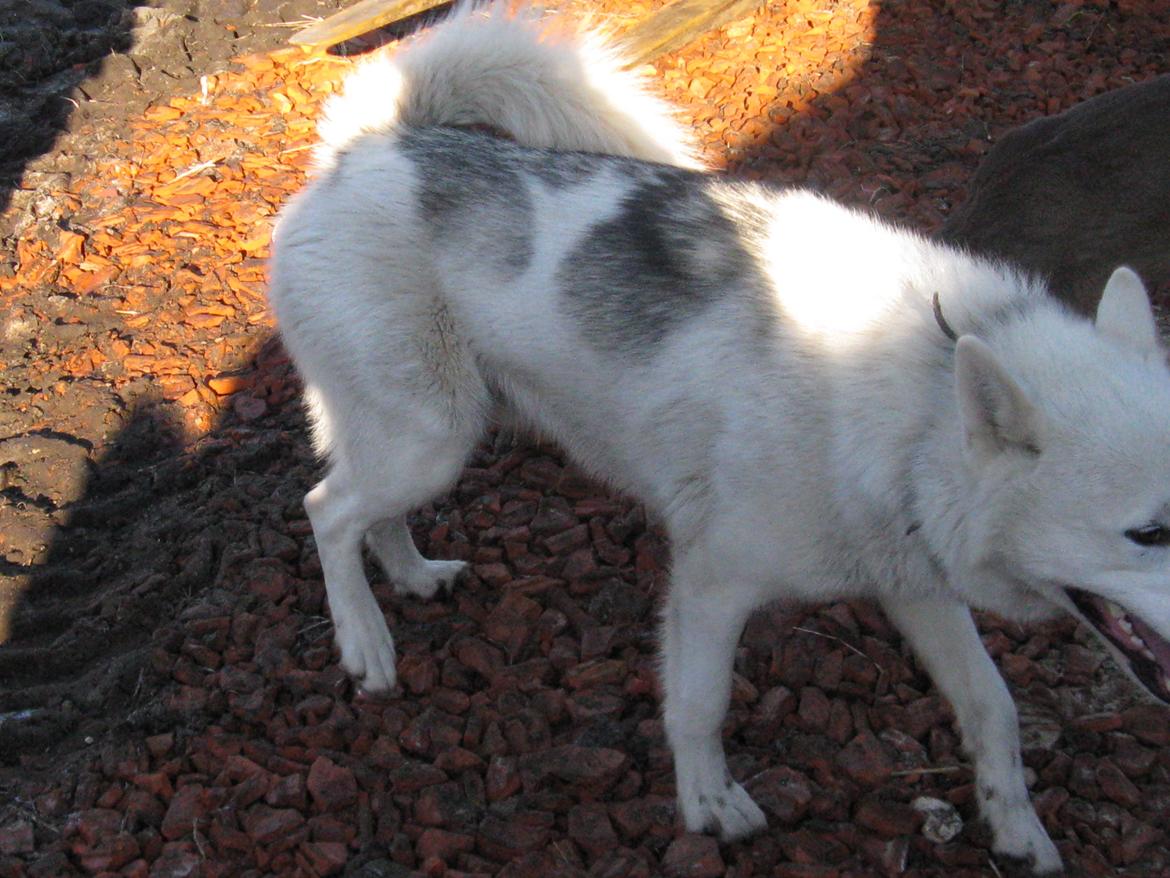 Grønlandske slædehunde  billede 5