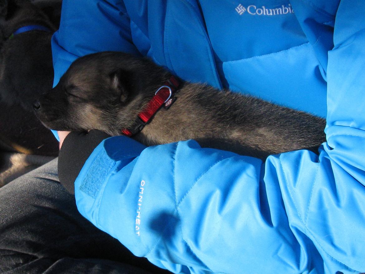 Grønlandske slædehunde  billede 6