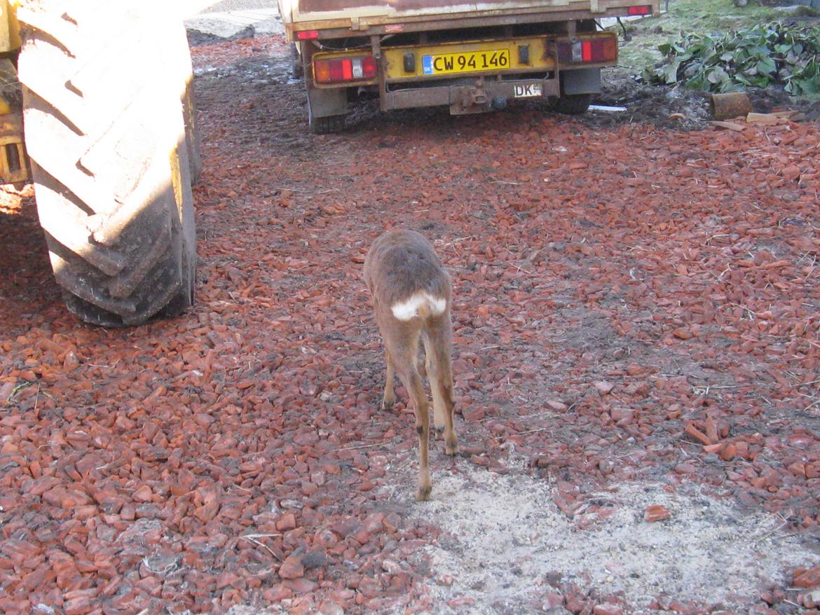 Grønlandske slædehunde  billede 7